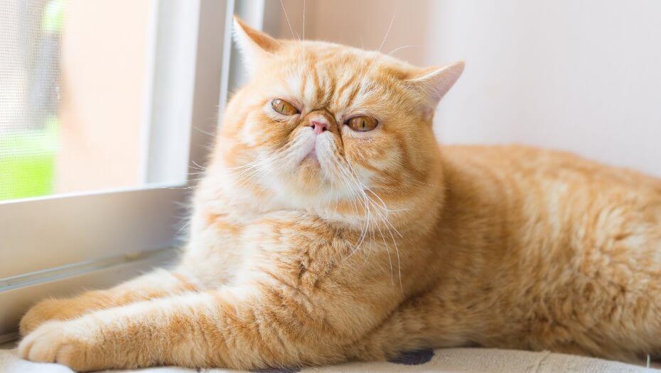 Exotic shorthair cat store lifespan